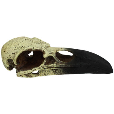 Raven Skull Medium Habitat Decoration