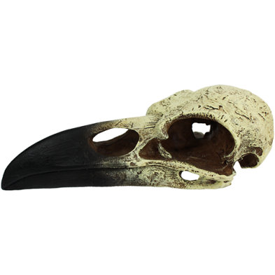 Raven Skull Large Habitat Decoration