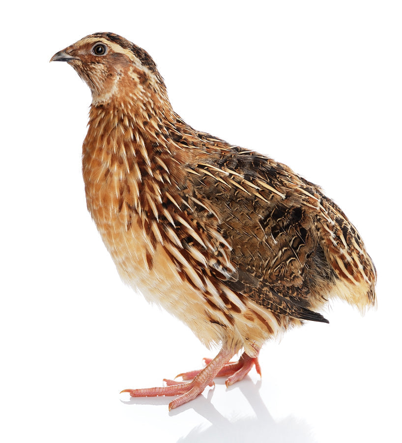 Beautiful view of Frozen Thawed Quail Starter