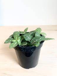 3.5" Assorted Fittonia Plant