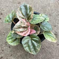 3.5" Peperomia Pink Lady Plant