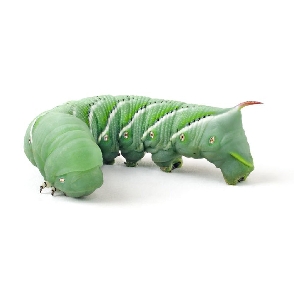 Hornworms