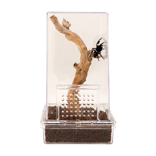 Zoo Med™ Creatures™ Jumping Spider Kit