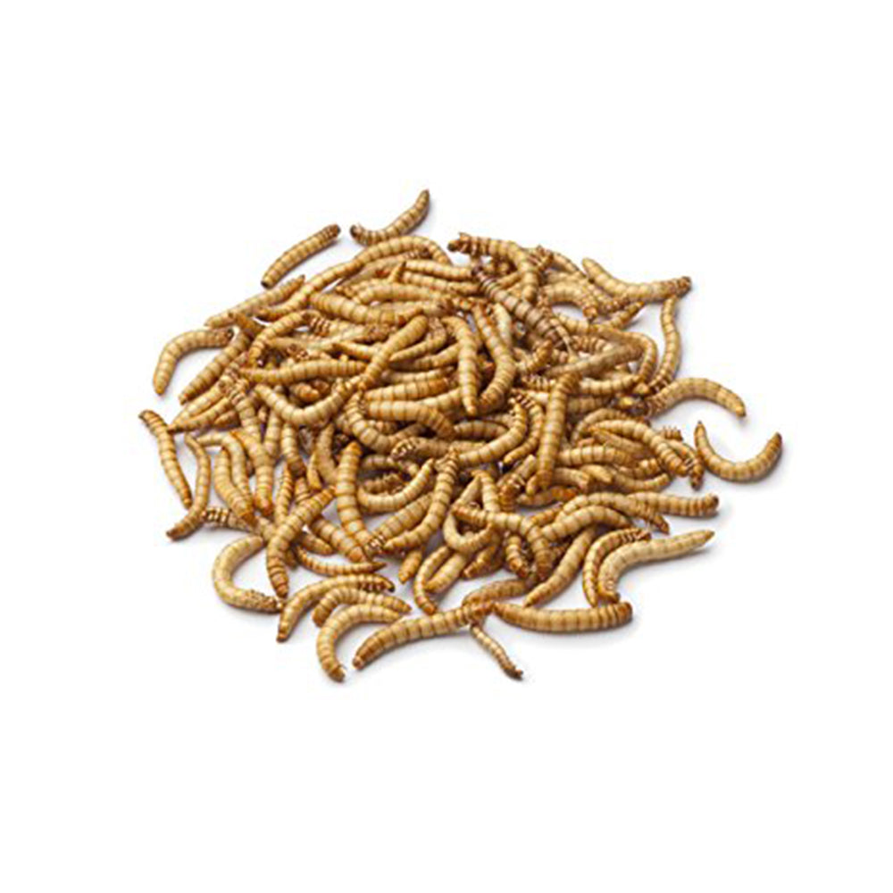 Mealworms