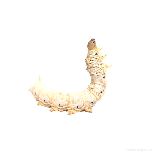 SILKWORM