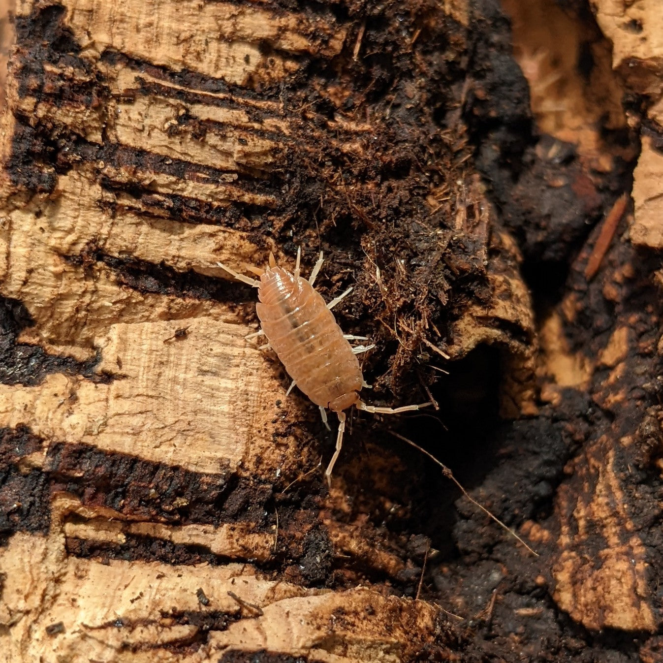 ISOPOD PORCELLIONIDES PRUINOSUS "POWDER ORANGE" (10 COUNT)