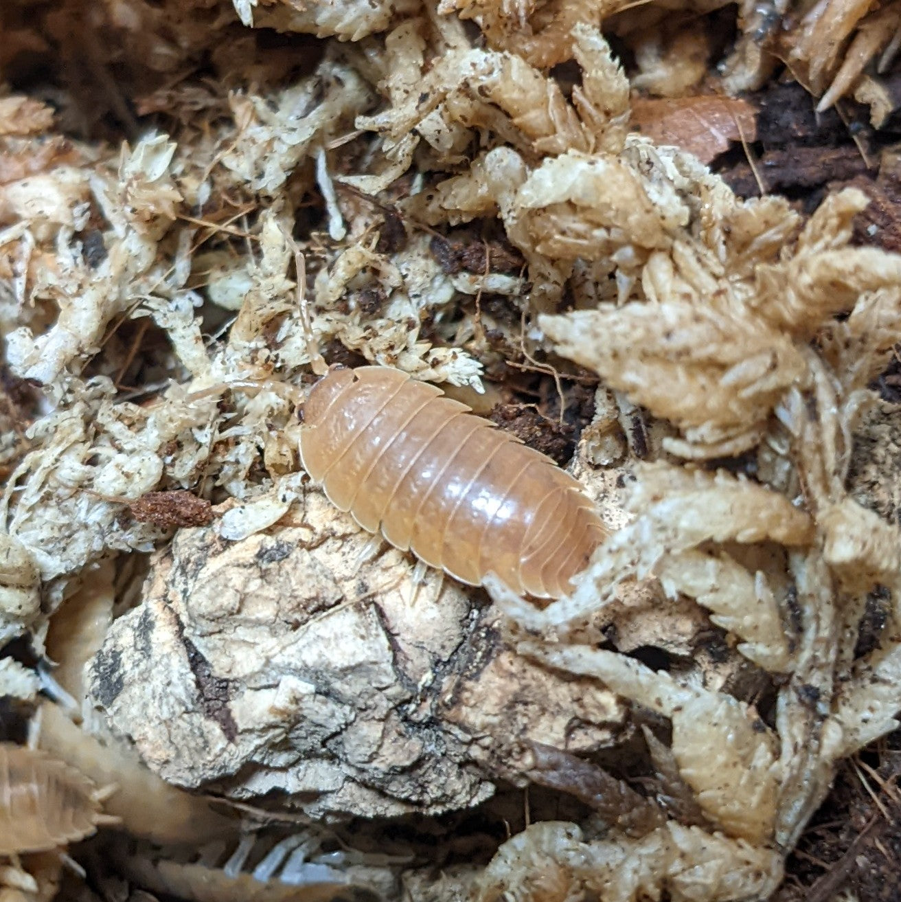 ISOPOD PORCELLIO LAEVIS "ORANGE" (10 COUNT)