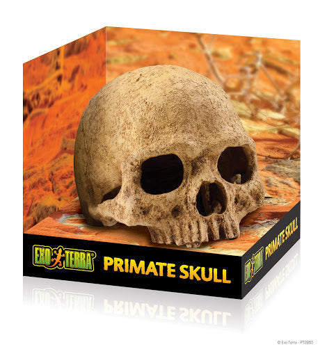 Primate Skull Small Exo Terra