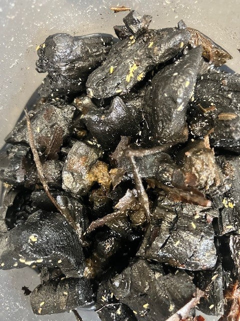 SPRINGTAILS, YELLOW ALBINO