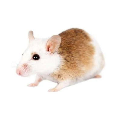 African Soft Fur Rats - ASF