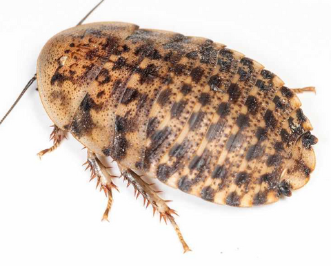 DISCOID ROACHES