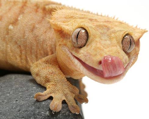 Geckos