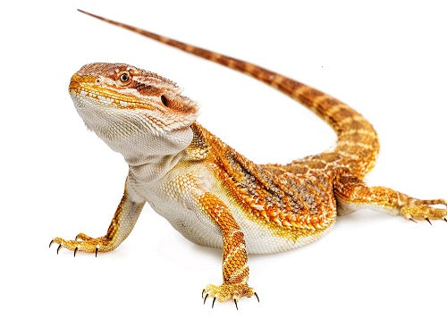 Bearded Dragons