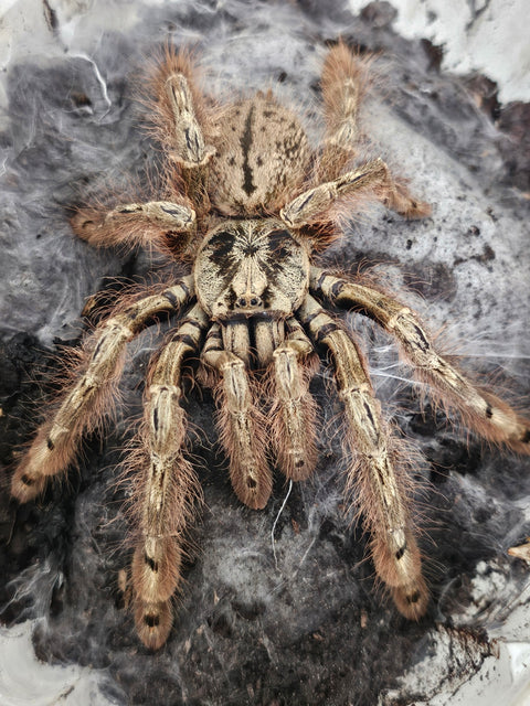 TARANTULA, STROMATOPELMA CALCEATUM "FEATHER LEG BABOON" (4-6")