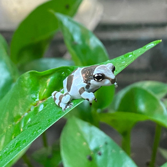 FROG, AMAZON MILK