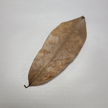 SOURSOP MIX SIZE DRIED LEAVES 10 PCS