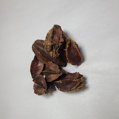 DRIED KUMBUK TREE PODS 8PCS
