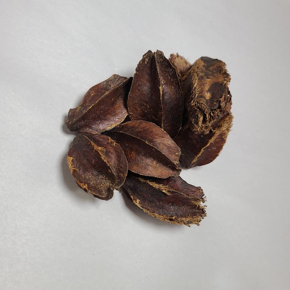 DRIED KUMBUK TREE PODS 8PCS