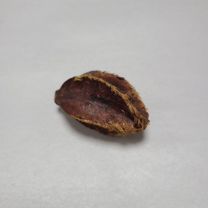 DRIED KUMBUK TREE PODS 8PCS