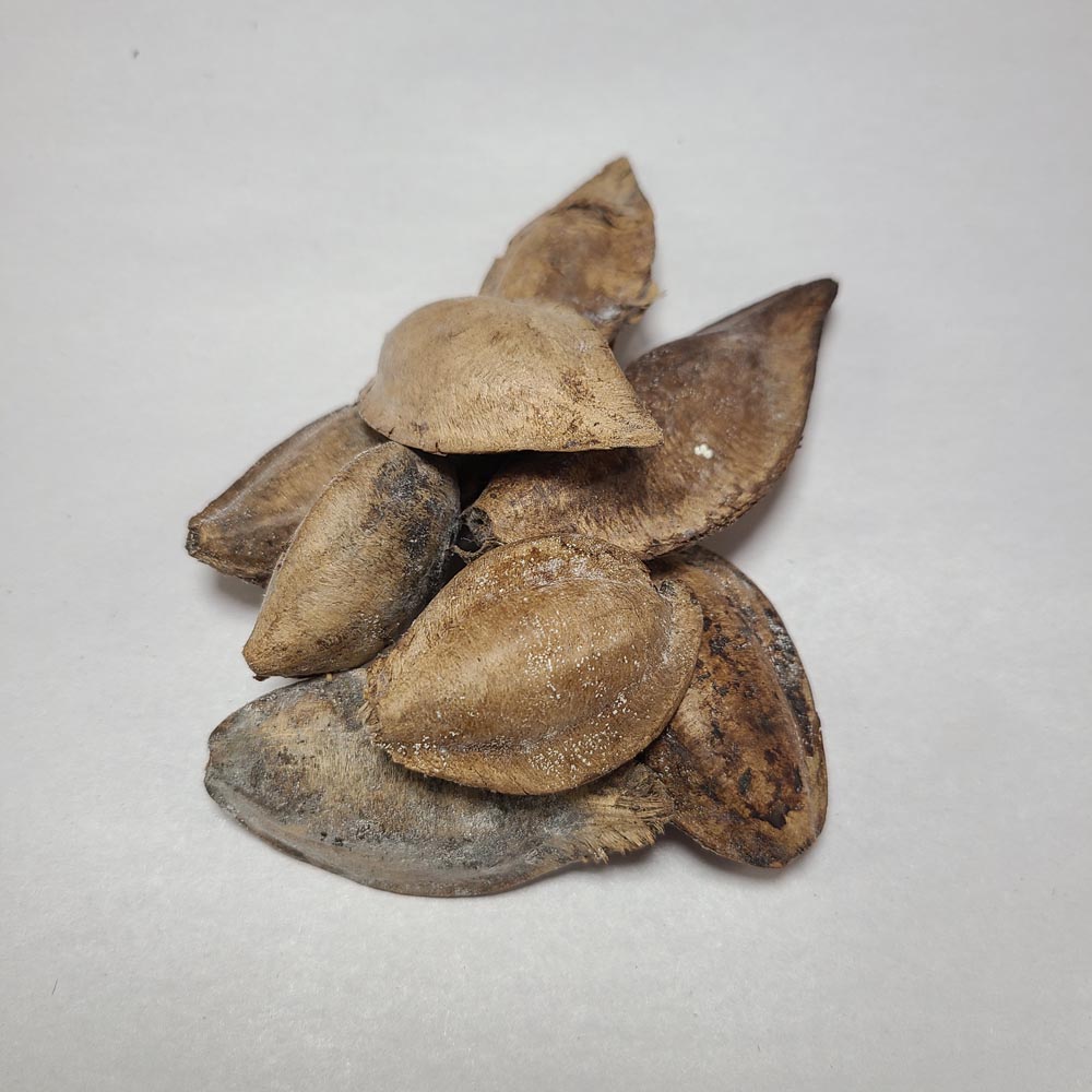 DRIED INDIAN ALMOND CATAPPA NUTS 8 PCS