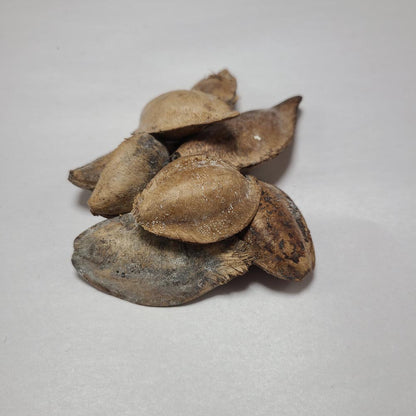 DRIED INDIAN ALMOND CATAPPA NUTS 8 PCS