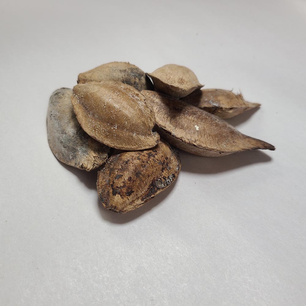 DRIED INDIAN ALMOND CATAPPA NUTS 8 PCS