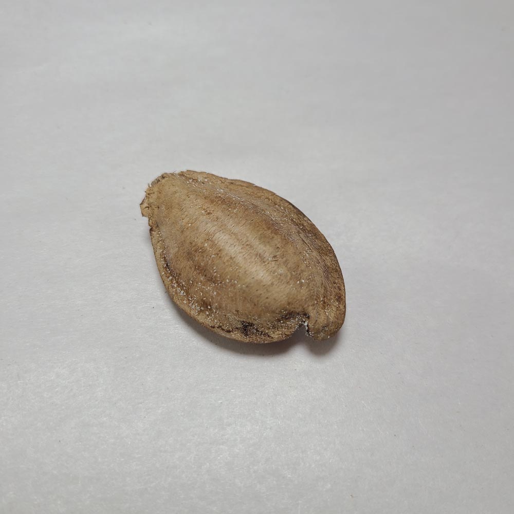 DRIED INDIAN ALMOND CATAPPA NUTS 8 PCS