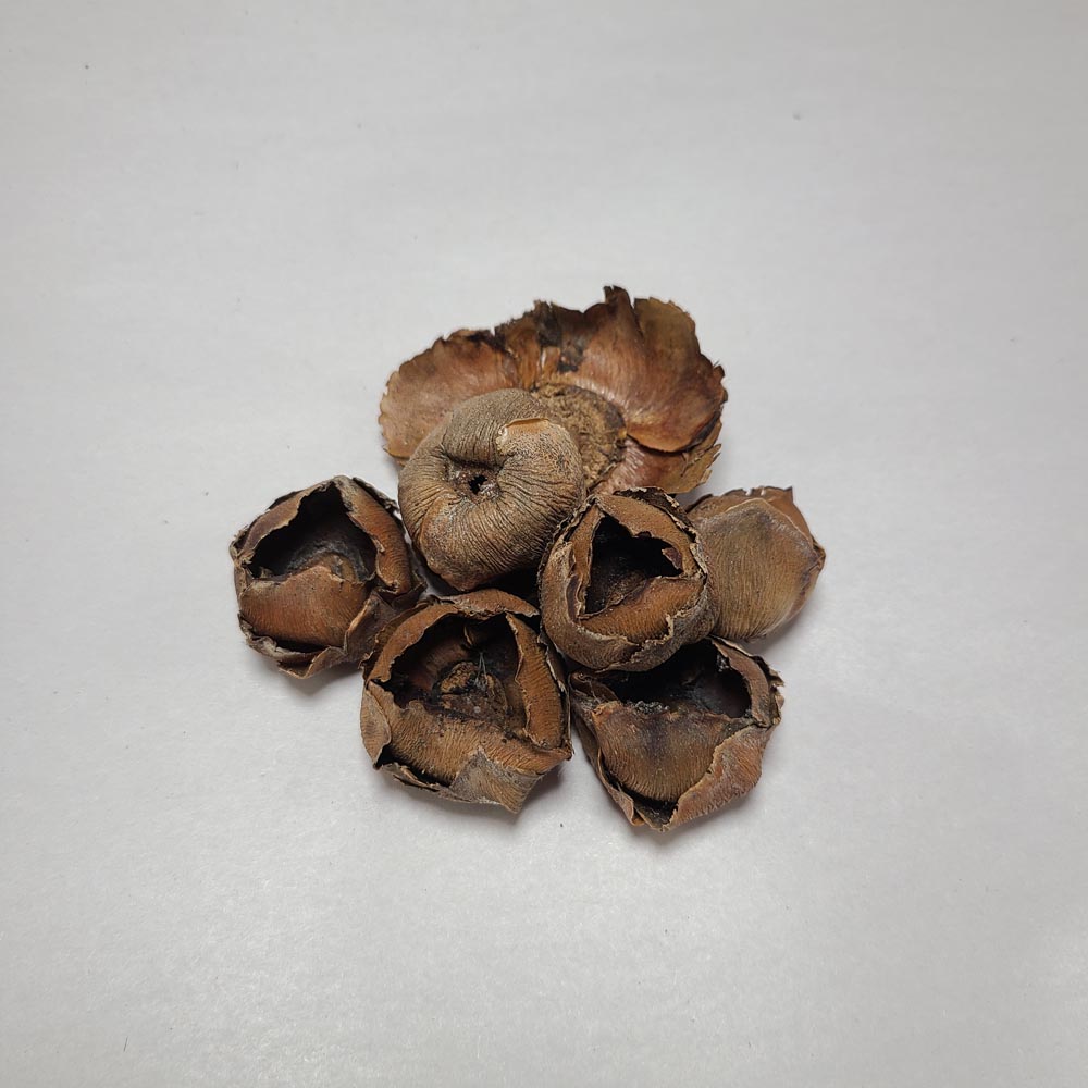 DRIED COCONUT HEAD PODS 6PCS