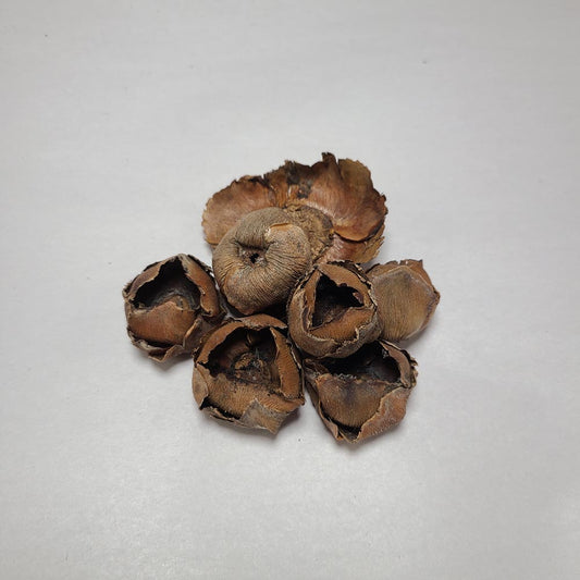 DRIED COCONUT HEAD PODS 6PCS