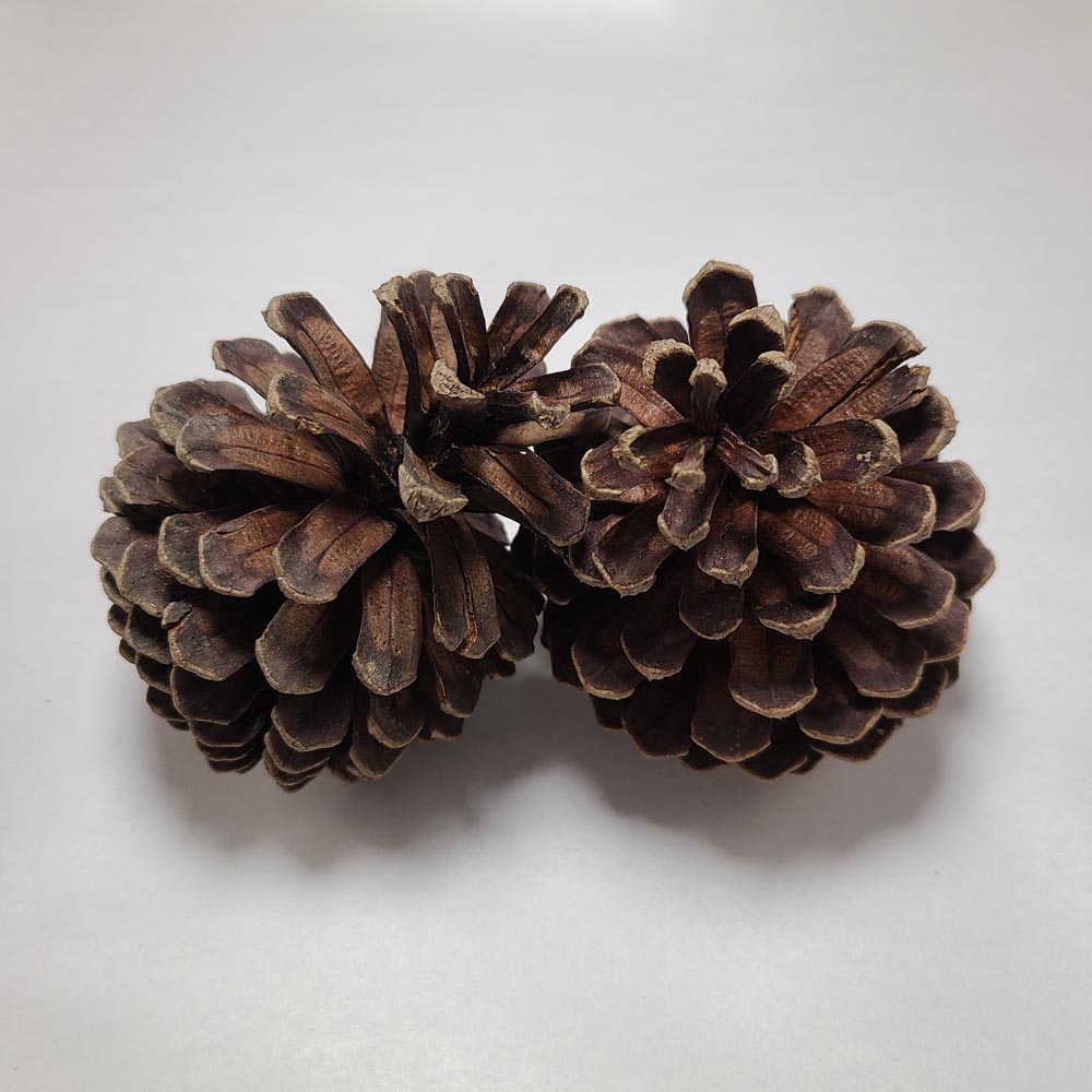 DRIED PINE TREE CONES 2 PCS