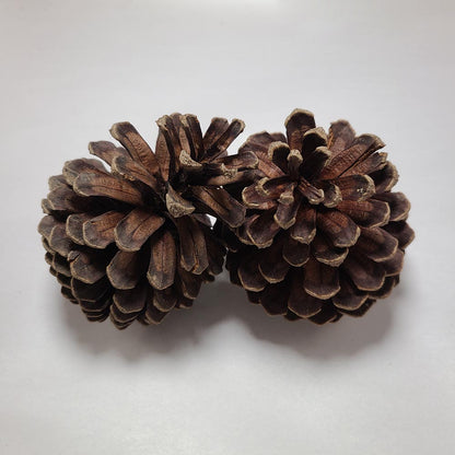 DRIED PINE TREE CONES 2 PCS