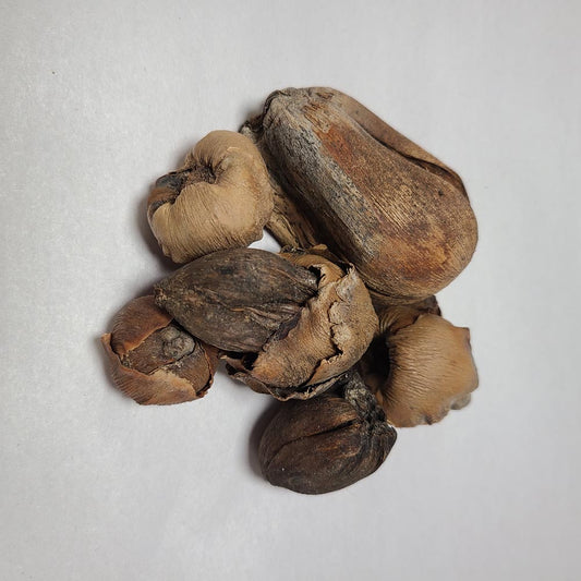 DRIED BABY COCONUTS 5PCS