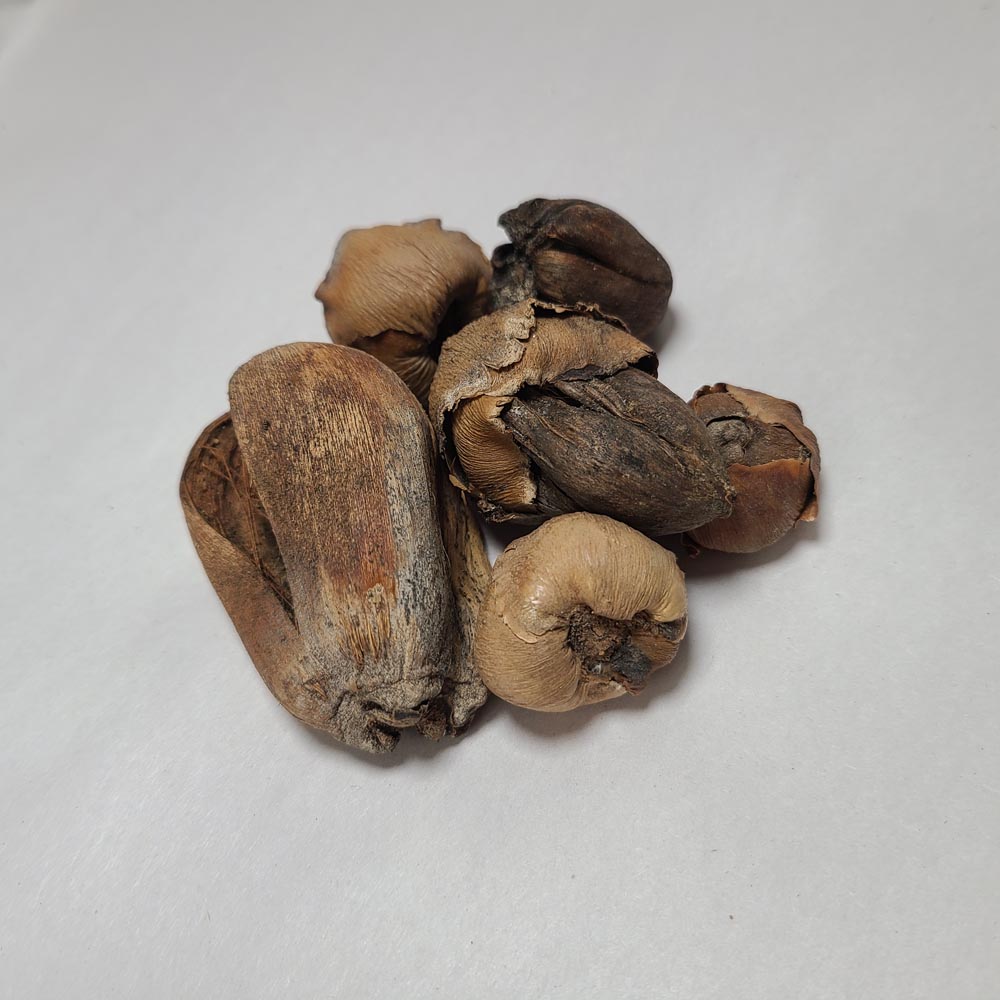 DRIED BABY COCONUTS 5PCS