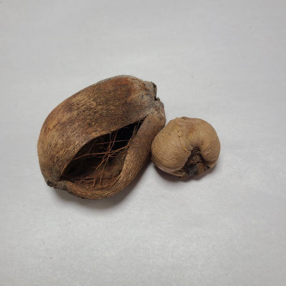 DRIED BABY COCONUTS 5PCS