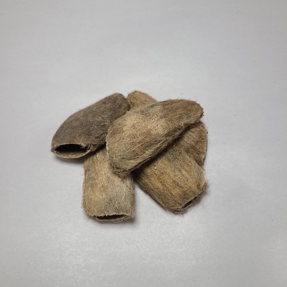 DRIED MANGO SEEDS 4PCS