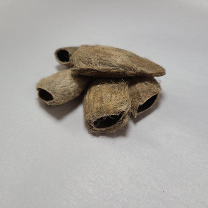 DRIED MANGO SEEDS 4PCS