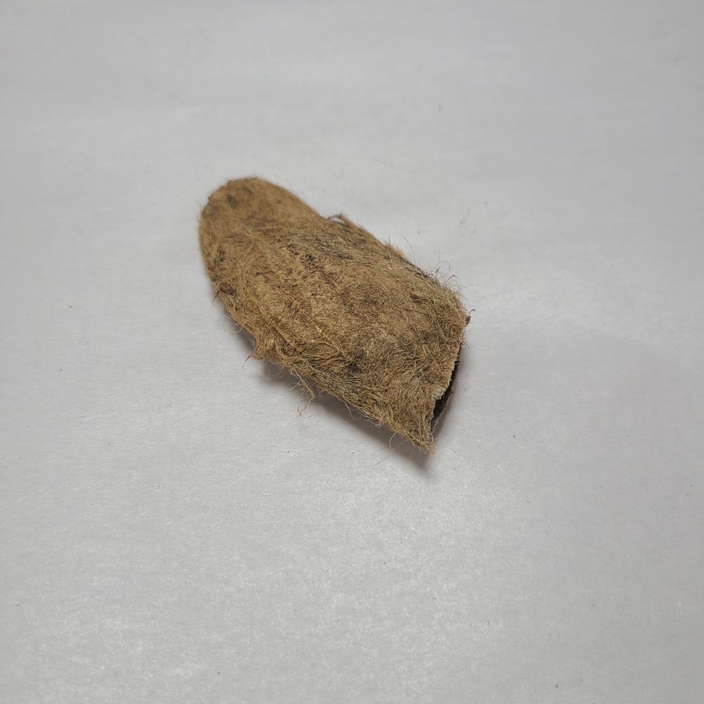 DRIED MANGO SEEDS 4PCS