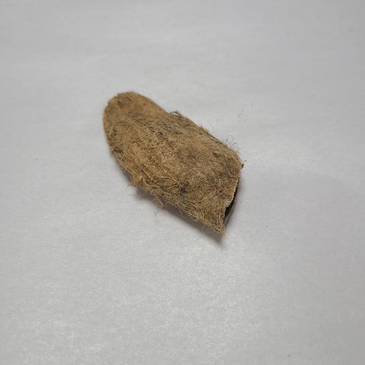 DRIED MANGO SEEDS 4PCS