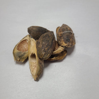 DRIED BETEL HUSK PODS 8PCS
