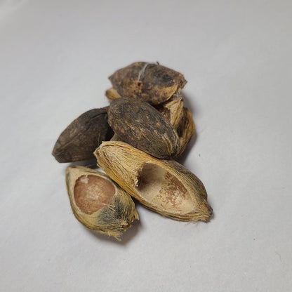 DRIED BETEL HUSK PODS 8PCS
