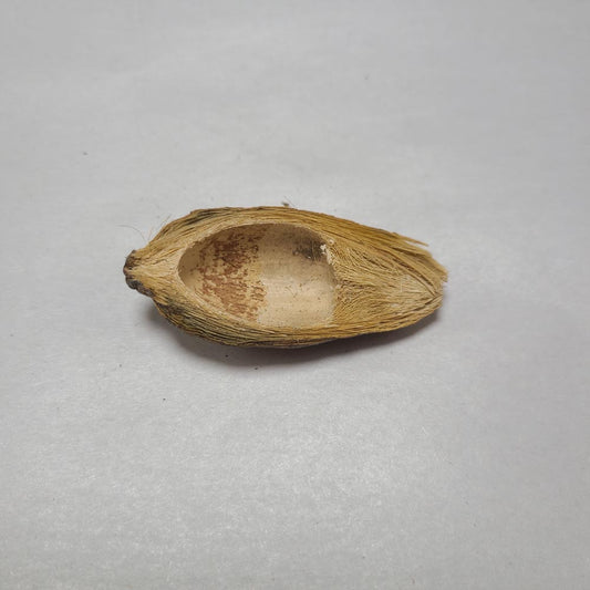 DRIED BETEL HUSK PODS 8PCS