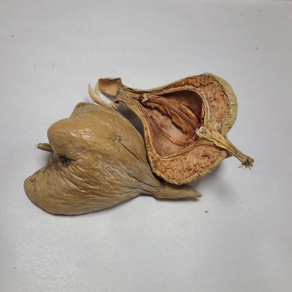 DRIED MANGROVE (NEGOMBO) TREE PODS 2 PCS