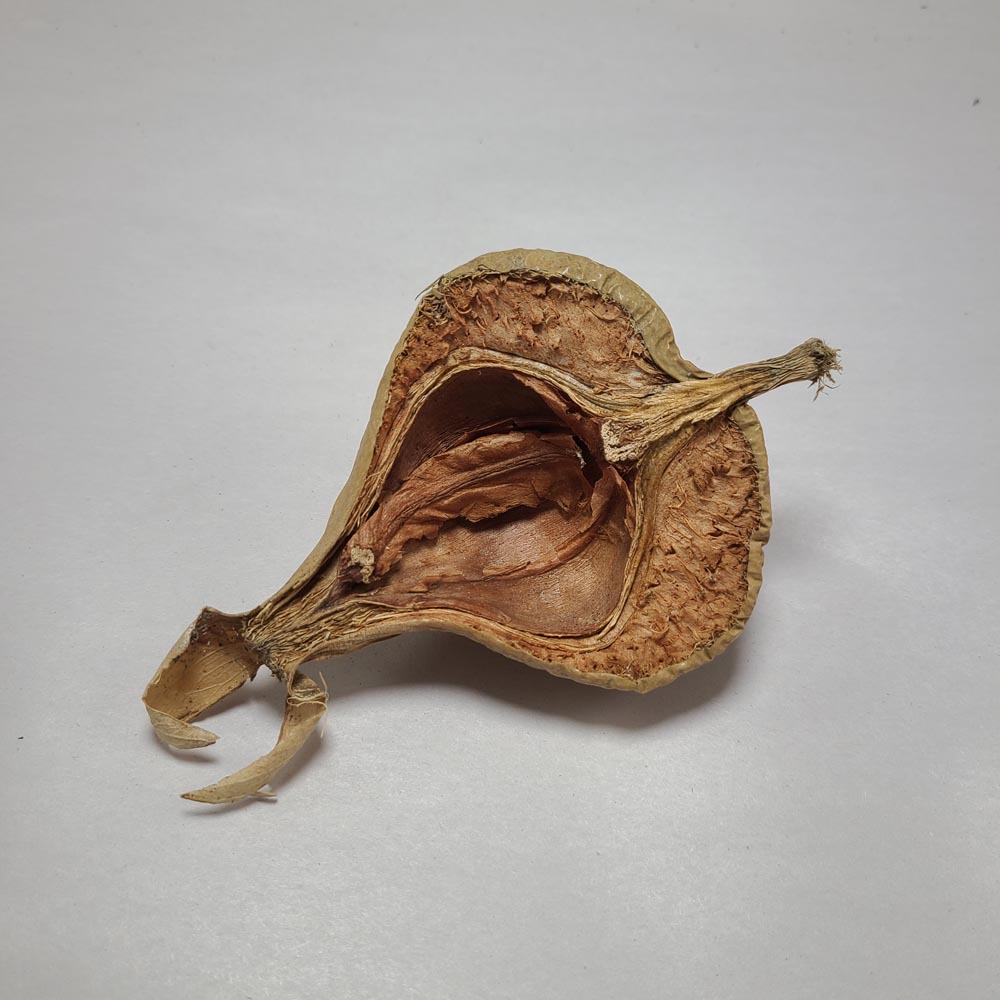 DRIED MANGROVE (NEGOMBO) TREE PODS 2 PCS