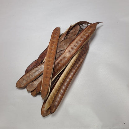 DRIED IPIL TREE PODS 10PCS