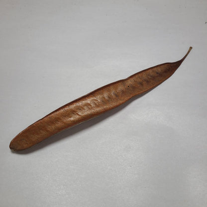 DRIED IPIL TREE PODS 10PCS