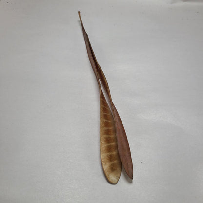 DRIED IPIL TREE PODS 10PCS