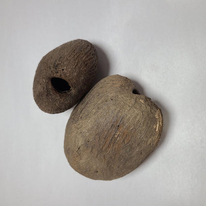DRIED PALMYRAH SEEDS 2 PCS