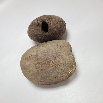 DRIED PALMYRAH SEEDS 2 PCS