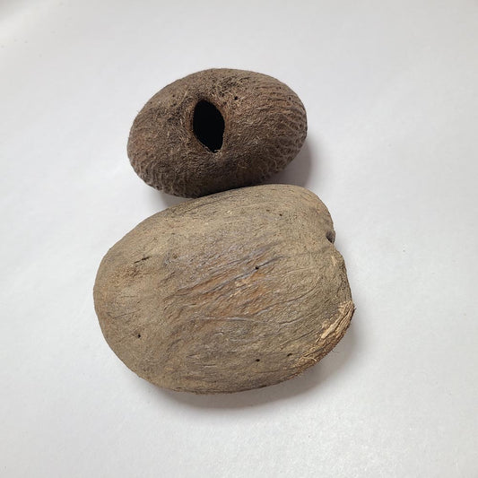 DRIED PALMYRAH SEEDS 2 PCS