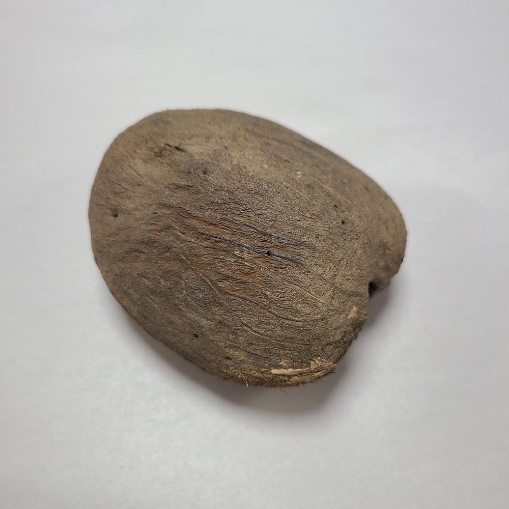 DRIED PALMYRAH SEEDS 2 PCS